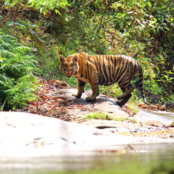 Parambikulam Wildlife Sanctuary in Palakkad