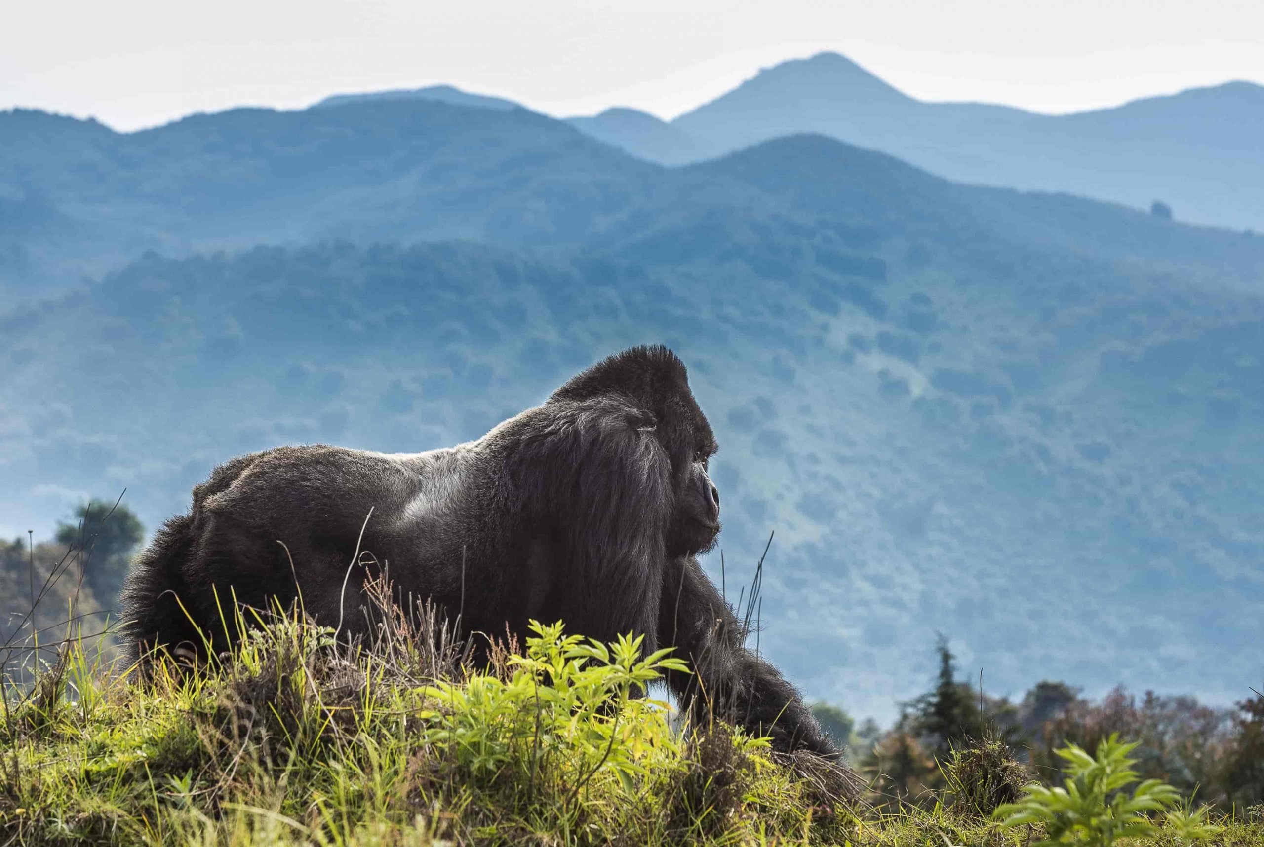 Parc National Des Volcans Rwanda in Northwestern Rwanda