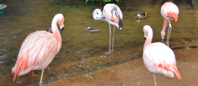 Parque das Aves