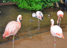 Parque das Aves in Iguassu Falls