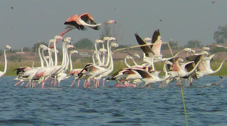Patan Bird Sanctuary