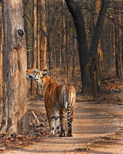 Pench National Park in Chhindwara