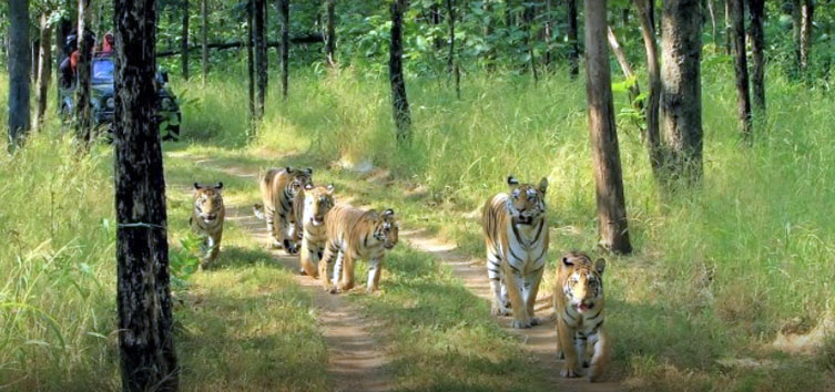 Pench National Park in Seoni