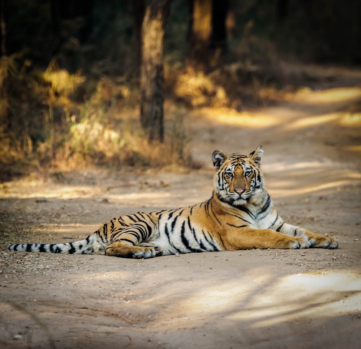 Pench National Park in Bhandara