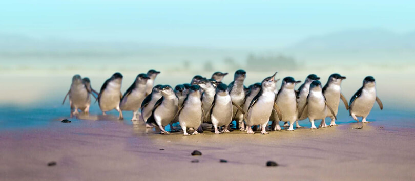Penguin Place