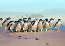 Penguin Place in Dunedin