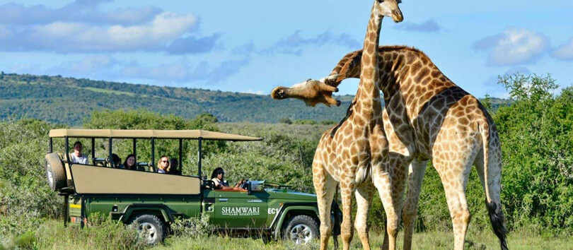 Phezulu Safari Park