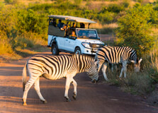 Pilanesberg National Park in Johannesburg