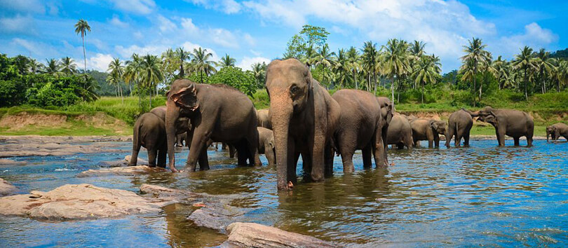 Pinnawala Elephant Orphanage