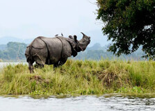 Pobitora Wildlife Sanctuary in Dispur