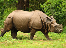 Pobitora Wildlife Sanctuary in Guwahati