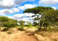 Polokwane Game Reserve in Limpopo