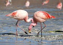 Pulicat Lake in Nellore