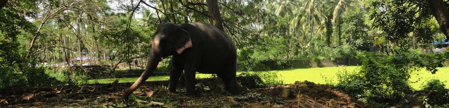 Punnathur Kotta Elephant Sanctuary