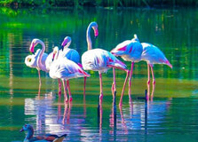 Putrajaya Wetlands Park in Putrajaya