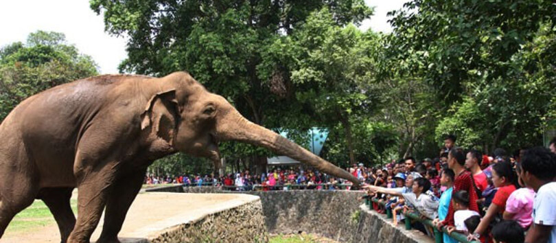Ragunan Zoo