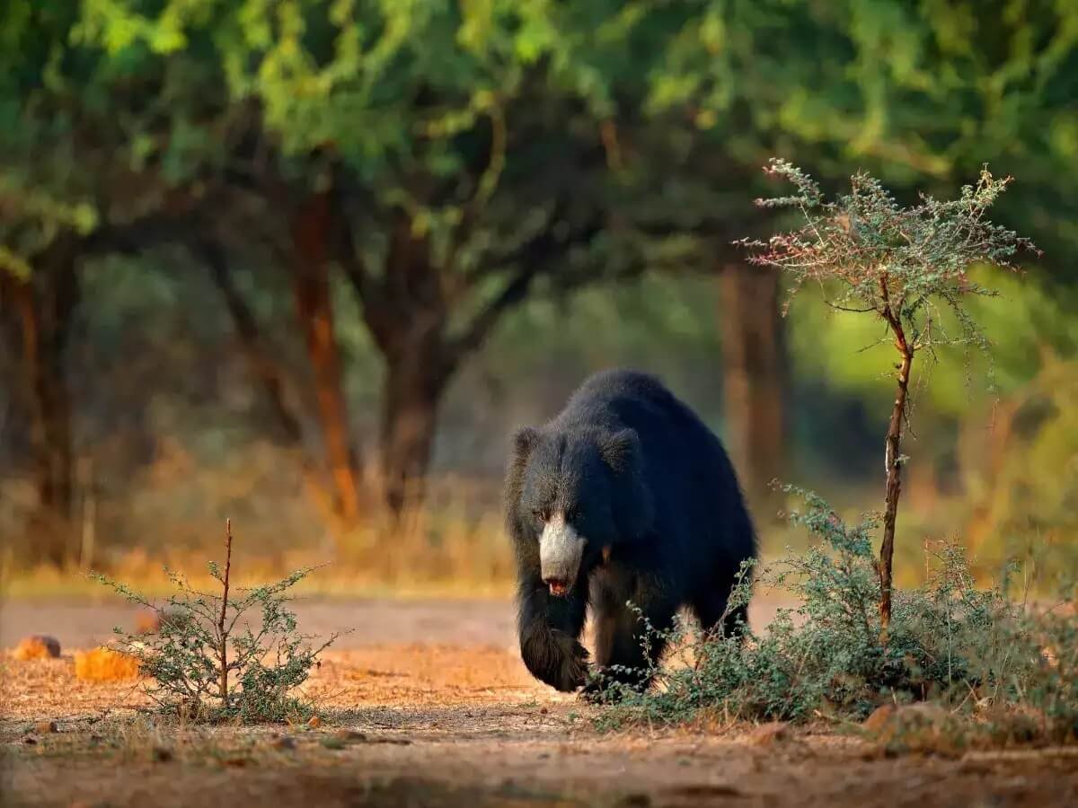 Rajaji National Park in Dehradun