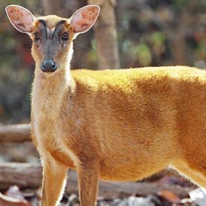 Rajaji National Park