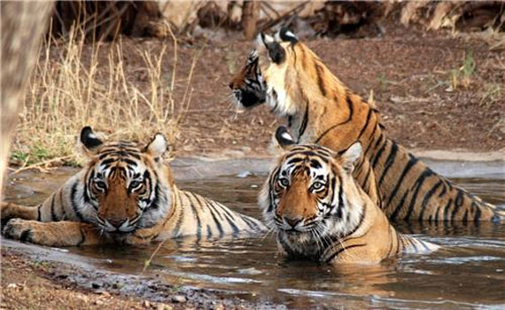 Rajgir Wildlife Sanctuary