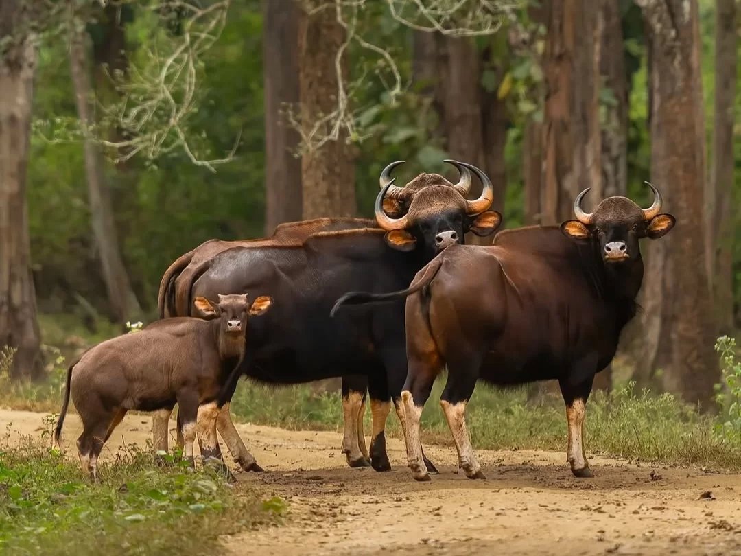 Ralamandal Wildlife Sanctuary