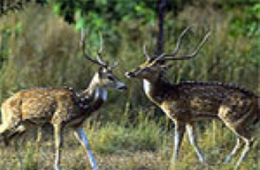 Ramnagar Wildlife Sanctuary