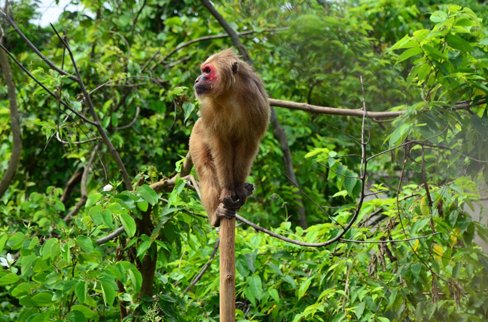 Rangapahar Reserve Forest in Dimapur