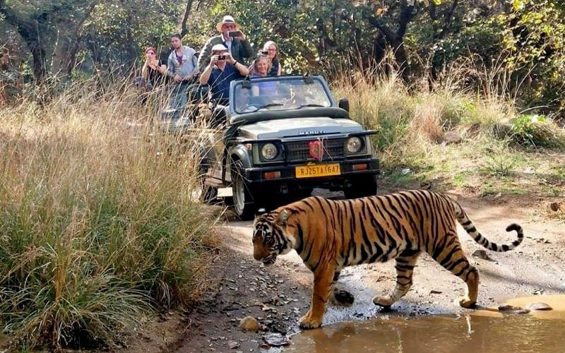 Ranthambore National Park in Sawai Madhopur