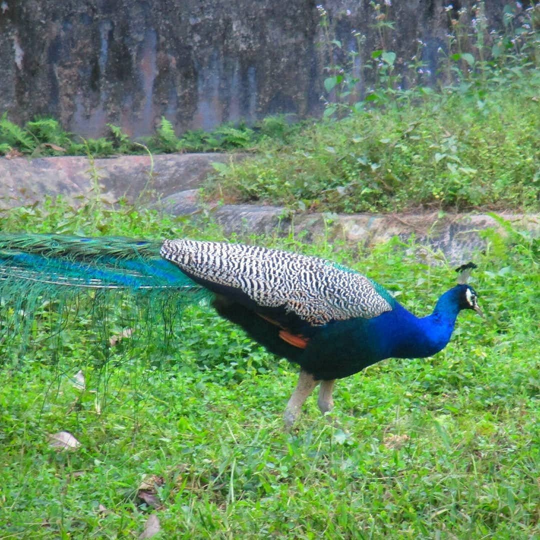Rasikbil Bird Sanctuary in Alipurduar