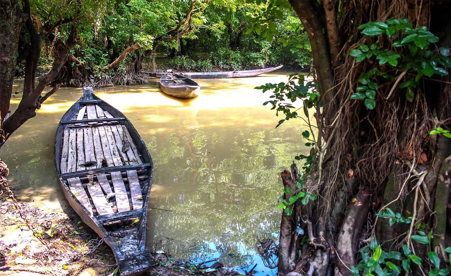 Ratargul Swamp Forest in Sylhet
