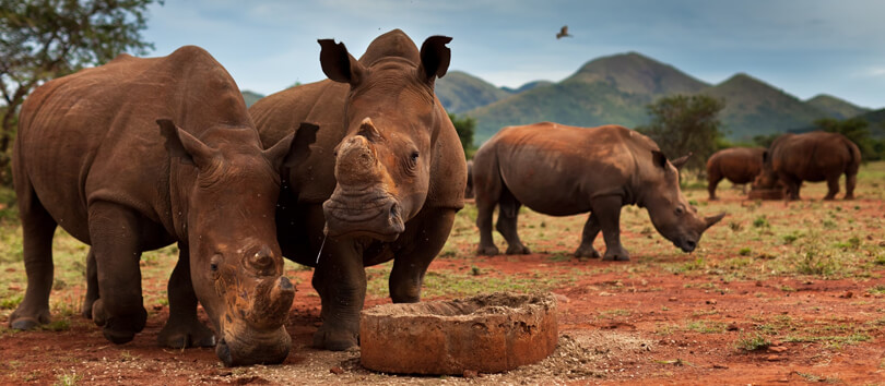 Rhino Museum