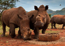 Rhino Museum in Limpopo