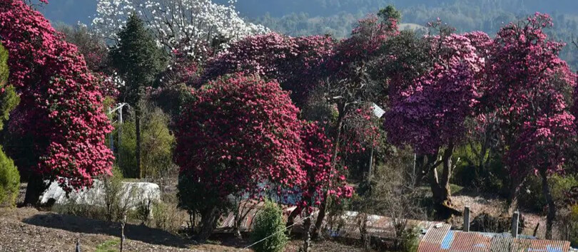 Rhododendron Forests