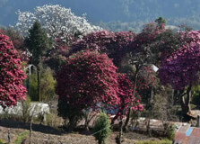 Rhododendron Forests in Ghorepani
