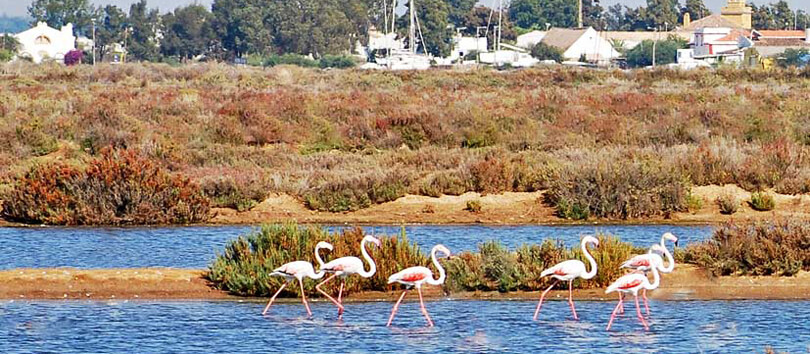 Ria Formosa Natural Park