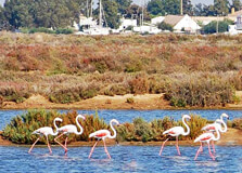 Ria Formosa Natural Park in Tavira