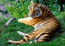 Ringba-Roba Wildlife Sanctuary in Kameng