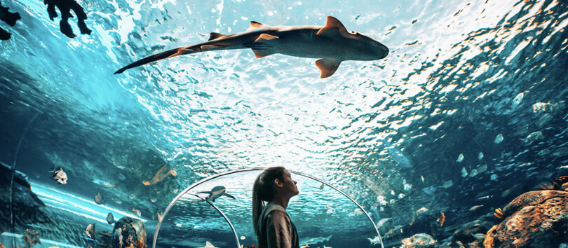 Ripley's Aquarium of Canada
