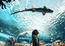 Ripley's Aquarium of Canada in Toronto