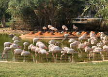 Riyadh Zoo in Riyadh