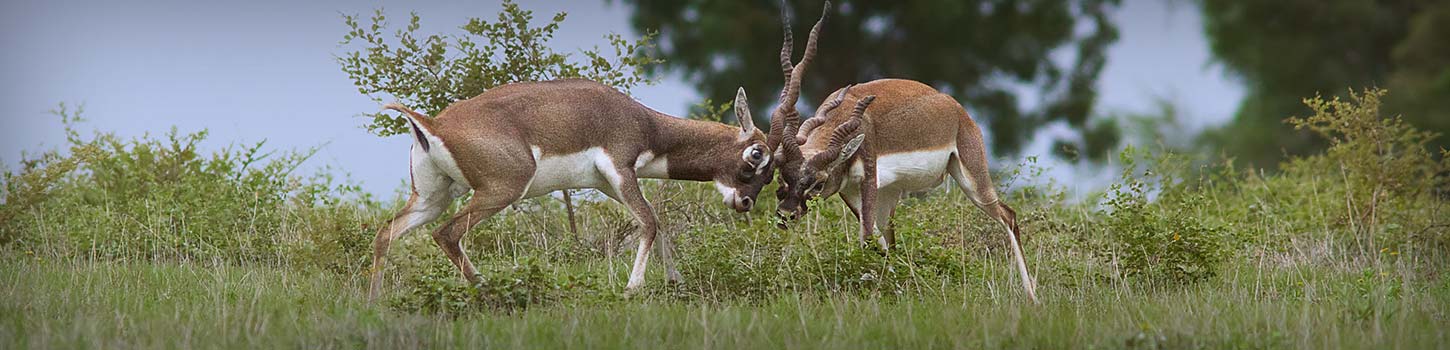 Rollapadu Wildlife Sanctuary