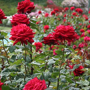 Rose Garden