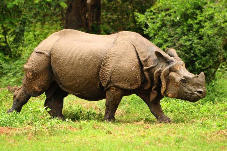 Royal Manas National Park
