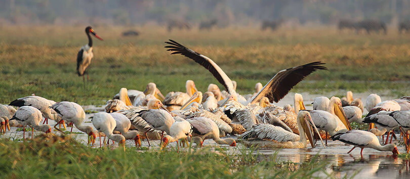 Rubondo Island National Park