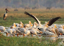 Rubondo Island National Park in Mlele