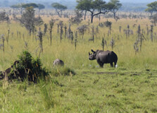 Ruma National Park in Kisumu