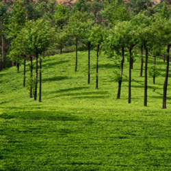 Rungli Rungliot Hills in Darjeeling