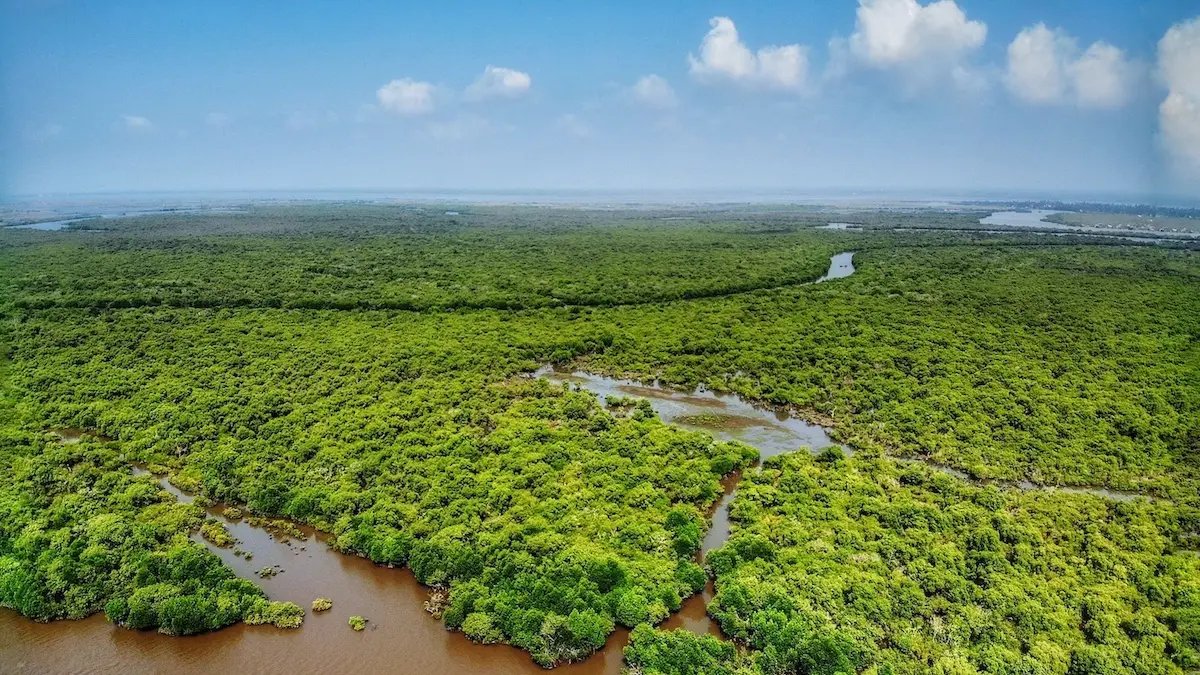 Saanapu and Sataoa Mangroves in Upolu