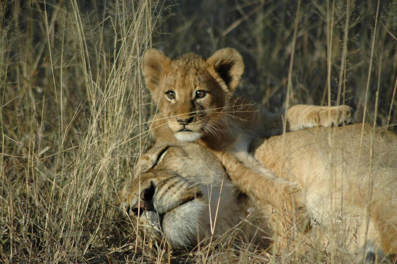 Sabi Sands Game Reserve in Mpumalanga