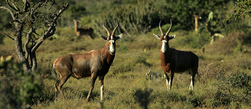Saiwa Swamp National Park
