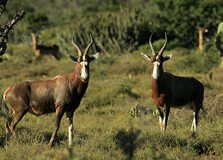 Saiwa Swamp National Park in Kitale